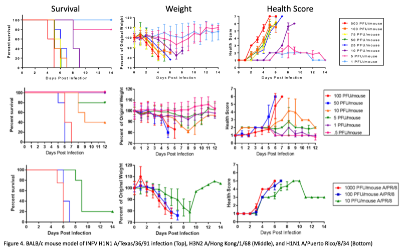 Influenza Mouse Models