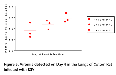 RSVC Rat Model