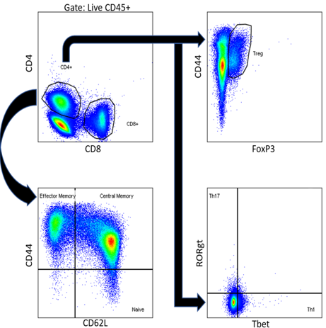 T-helper cell panel image