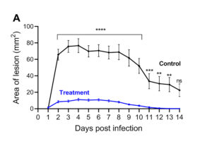 Figure 1. Mouse skin infection model. Area of lesion (A) and weight loss (B) measured daily for 14 days post infection with 1x107 CFU of S. aureus USA300. Model shows animals that received either treatment or placebo control intraperitoneally 4 hours prior to infection. 