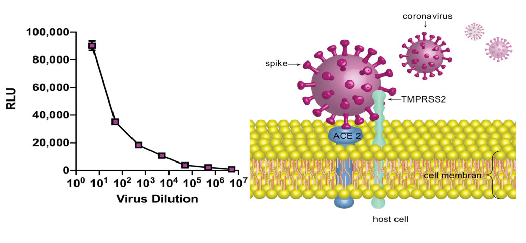 300px_COV blog fig 1 virus entry and titer Fig. 1. Relative light units (luciferase activity) recorded upon infection of Vero cells using IBT’s rVSV-pseudotype SARS-CoV2 Spike.