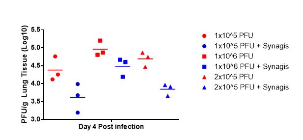 Antiviral-RSV Antibody Plus Sunagis Combined Treatment Efficacy Y