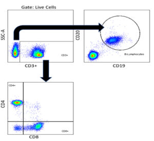 immunophenotyping image2